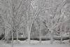 Sneeuw in Harvard Yard