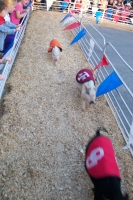 Pig Race