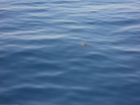 Een zeeschildpad, echt waar!