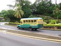 Coole busjes op het eiland