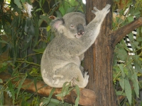 Koala's zijn de max!