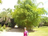 De botanische tuin in Brisbane