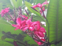 Orchideeentuin