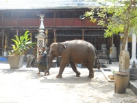 De tempelolifant