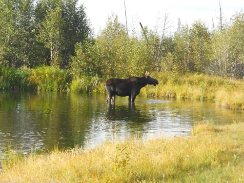 een moose!