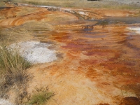 Bacterietjes in de hot springs