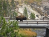 Buffel op de brug