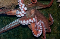 De octopus